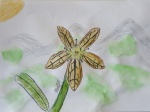 Tropidogyne pentaptera