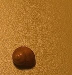 Heliocryptus kljasmiensis