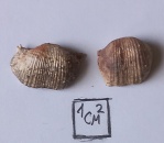 Eomarginifera lobata