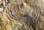 Echinoconchus punctatus