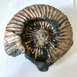 Epivirgatites bipliciformis