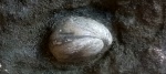 Russiella bullata
