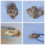 Cardinirhynchia rossica
