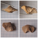 Cardinirhynchia rossica