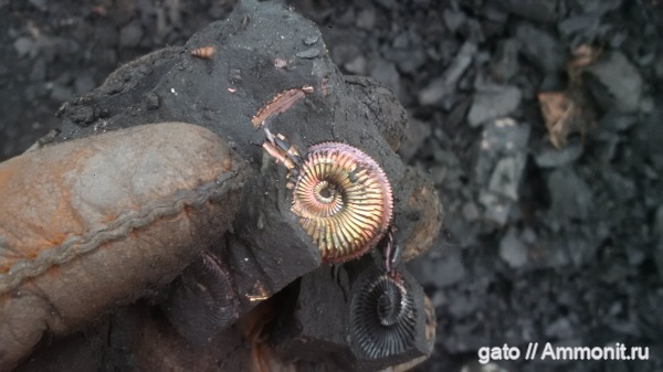Amoeboceras, Amoeboceras alternoides, Cardioceratidae, зона Amoeboceras alternoides