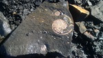 Отпечатки Amoeboceras serratum при извлечении