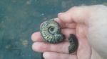 Amoeboceras из речки