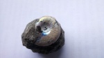 Филевский Garniericeras interjectum
