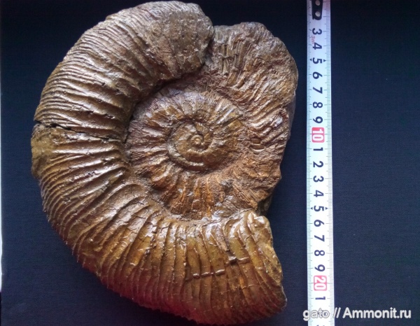 Virgatites, Virgatites virgatus, зона Virgatites virgatus, Virgatitidae