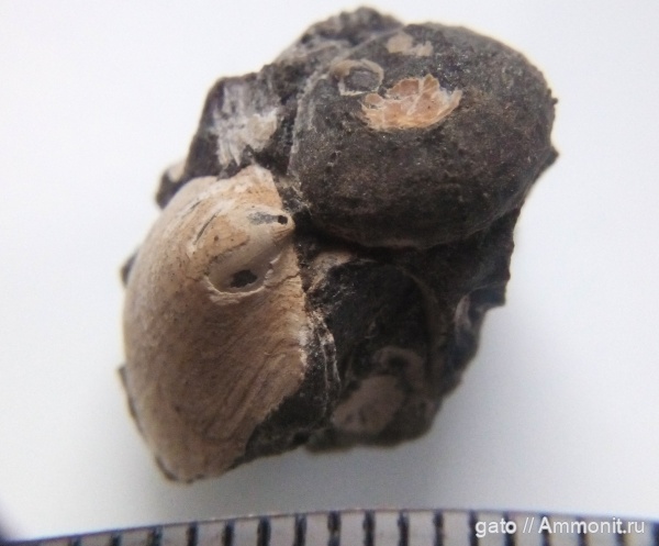 морские ежи, Москворечье, зона Dorsoplanites panderi, Plegiocidaris
