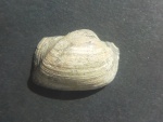 Grammatodon pictum