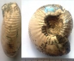 Craspedites subditoides, Кунцево