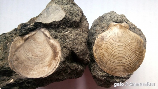 Фили, гребешки, Entolium