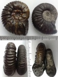 Virgatites