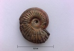 Amoeboceras alternoides