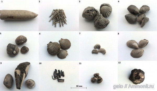 Serpula, Buchia, Astarte, Eucyclus, Russiella, Entolium, Mosquella, Pinna, зона Epivirgatites nikitini
