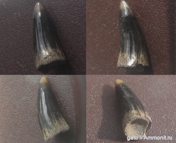 зона Epivirgatites nikitini, зубы рыб, Eutrichiurides, костистые рыбы, Amiiformes, Lepisosteus, Atractosteus
