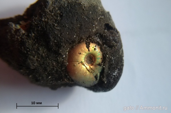 Garniericeras, Garniericeras subclypeiforme, Craspeditidae