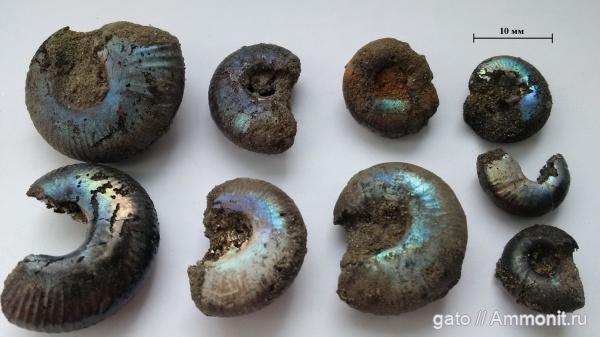 Craspedites, Craspeditidae, зона Craspedites nodiger