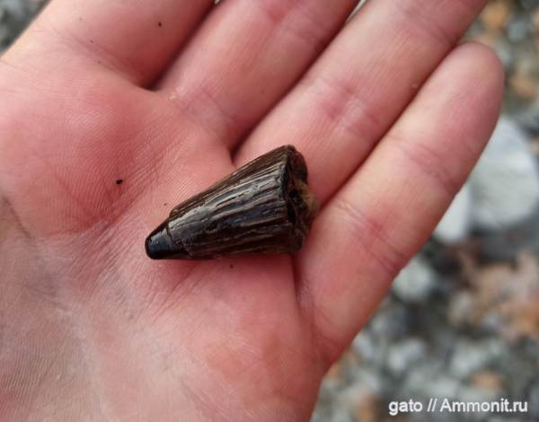 плиозавры, Liopleurodon, зубы рептилий