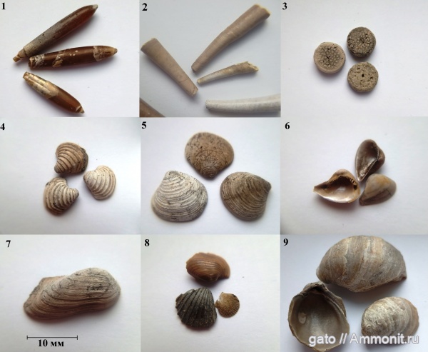 Cyclocrinus, Gryphaea, Nuculana, Grammatodon, Hibolithes, Trautscholdia, Pressastarte
