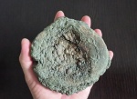 Крупный позвонок ихтиозавра