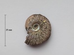 Январский Amoeboceras serratum