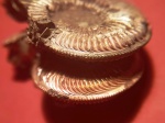 О различиях Amoeboceras из Марково и Рыбаков