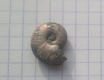 Amoeboceras koldeweyense