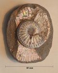 Февральский Amoeboceras serratum
