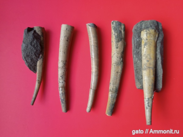 Laevidentalium, зона Amoeboceras serratum