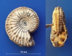 Каменный Amoeboceras shuravskii