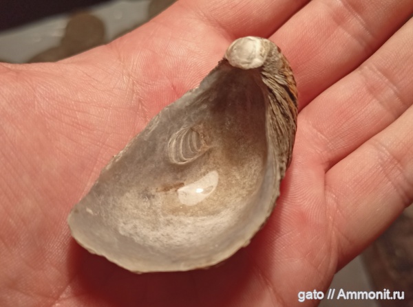 Gryphaea, зона densiplicatum