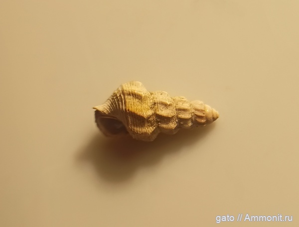 Aporrhaidae, Pietteia, Pietteia sabatieri, зона densiplicatum