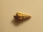 Маленькая гастропода Pietteia
