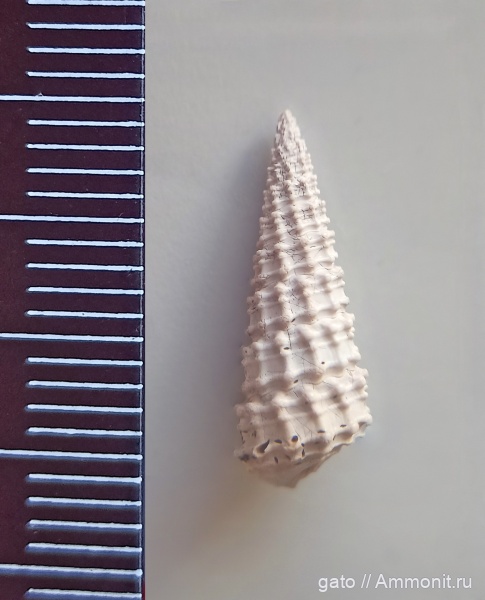 Cryptaulax, cryptaulax strangwaysi, зона densiplicatum