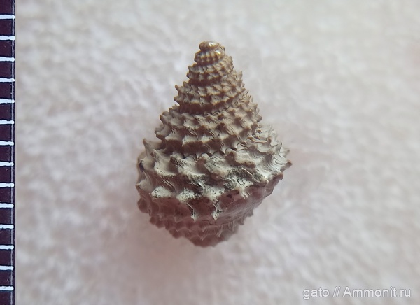 Metriomphalus, Metriomphalus spinosus, зона densiplicatum