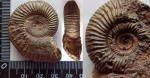 Crussoliceras sp.2