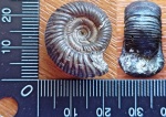 Crussoliceras sp.3