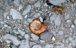 Crussoliceras sp. in situ