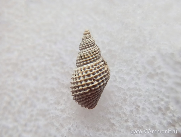 Maturifusus, Maturifusus keyserlingianus, зона densiplicatum