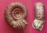 Crussoliceras sp.4