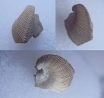 Trigonopis rouillieri