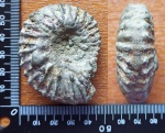 Лучший ундоровский поздний Aulacostephanus