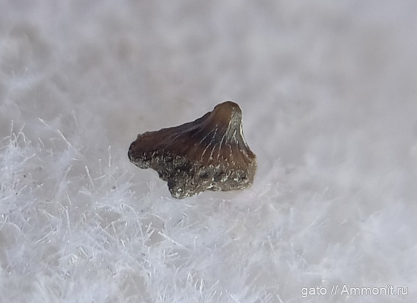 акулы, зубы акул, зона Kachpurites fulgens, зубы рыб