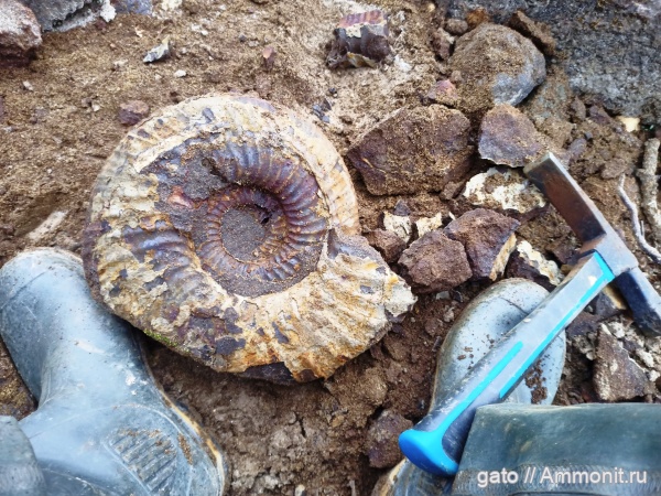 Lomonossovella, Taimyrosphinctes, зона Epivirgatites nikitini, Dorsoplanitidae