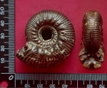 Aulacostephanoides, Тарханы, Татарстан