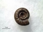 Aulacostephanoides peregrinus