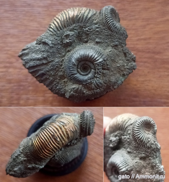 Cardioceratidae, Crussoliceras, Amoebites, parabolae, Биогоризонт lacertosum