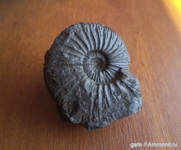 Virgatites, Virgatites virgatus, зона Virgatites virgatus, Virgatitidae